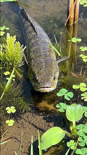 🎣 Countryside Fish Life: You Won't BELIEVE What We Found! 😲 #Rural #Fishing