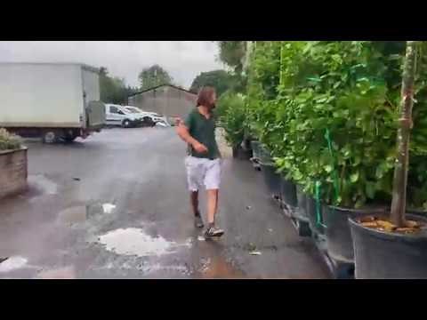 Evergreen Screening Ideas, from Michael at Newgate Nurseries.