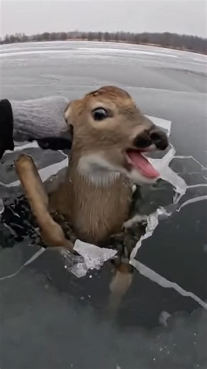 Harrowing footage captured the moment a man bravely rescues a deer fawn trapped under a frozen lake. Using only a hammer, he furiously chips through thick ice to reach the struggling animal, pulling it to safety in a dramatic scene of compassion. #animalrescue #wildlife #fblifestyle | Evan Era
