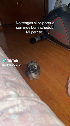 Lhasa Apso y los perritos berrinchudos