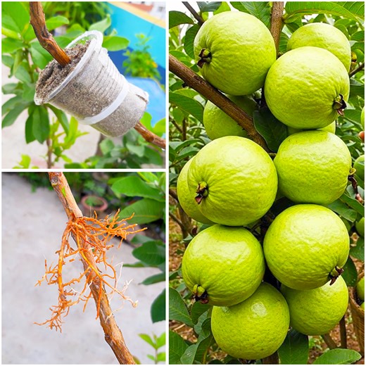 Using air layering method for growing guava plant || Step by step guide line in this video | Rana Craft