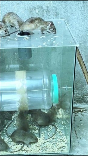 Creative mouse trap idea using household items #mousetrap #diy #rat 1