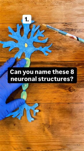 Can you label every neuronal structure on screen? Dendrites. Soma (cell body). Axon. Axon hillock. Myelin sheath. Nodes of Ranvier. Axon terminals. Synapse. If you got all of them without pausing… fair play. If not, screenshot it and use it as a quick revision prompt. Learn. Adapt. Respond. | The Medical Lounge