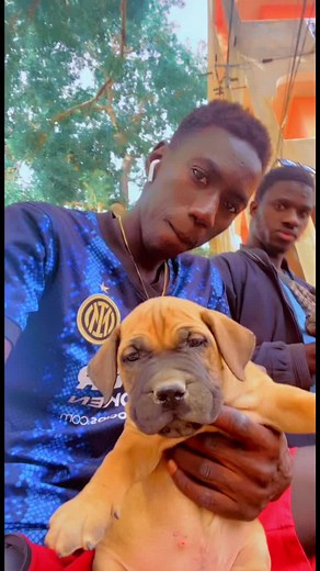 Tellement vrai une passion de ouff Boerboel Thies breeding