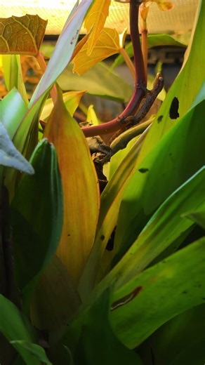 Lepidodactylus lugubris / Jungferngecko Baby 🦎 #terrarium #terraristik #reptil #gecko #JungleExotica