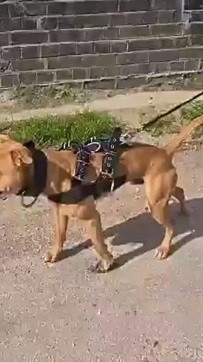 ⚠️NEW⚠️ Ultra-Grit Harness & Ever-Grit collar in action! GritAndSteelGear.com💯 | Grit & Steel