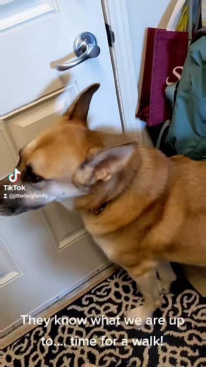 Jitterbugfamily (@jitterbugfamily)’s videos with original sound - Jitterbugfamily