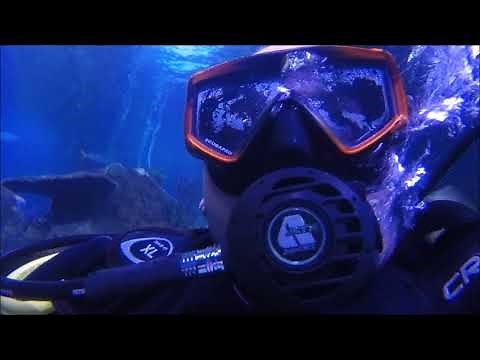 Shark Diving Experience at Skegness Aquarium