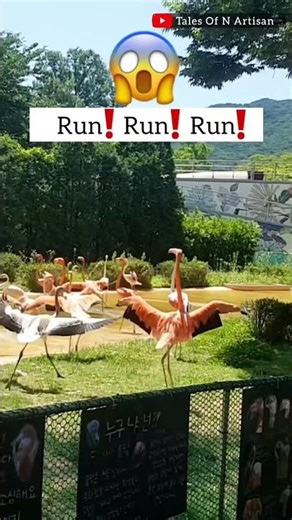 💖Flamingo Running | Flamingo Flying | #shorts #flamingo #talesofnartisan
