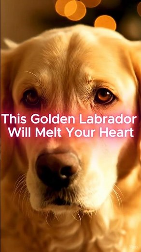 This Golden Labrador Will Melt Your Heart #GoldenLabrador#DogLovers#HeartwarmingPets
