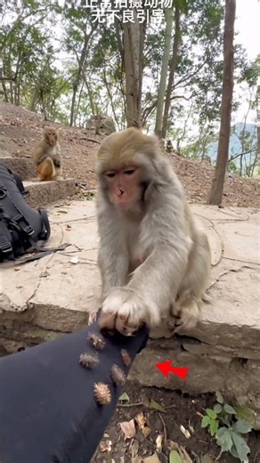 😱👍The monkey removed the object that was stuck to its hand. #viral video