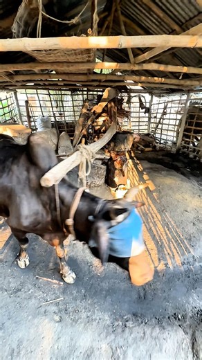 Watch the process of making pure mustard oil #fby #foryou | Sohel Akter