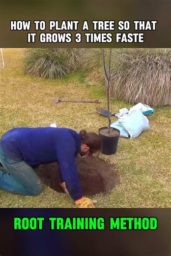 How to plant a tree so that it grows 3 times faster. Root training method. #Arborist #TreePlanting #TreeCare #TreeWork #TreeClimbing #TreeSurgeon #Arboriculture #ISAArborist #TreeMaintenance #TreeHealth #TreePlantingMistakes #MulchVolcano #WrongTreePlacement #AvoidTreeTopping #PlantingTips #TreeRoots #TreeSpacing #ProperTreePlanting #TreePlantingTips #TreePlantingFails #DIY #HomeImprovement #Gardening #Landscaping #NatureLovers #GreenThumb #EcoFriendly #SustainableLiving #OutdoorProjects #PlantL