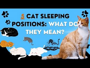 5 Your Cat Sleeping Position Meaning Reveals About Their Health and Personality