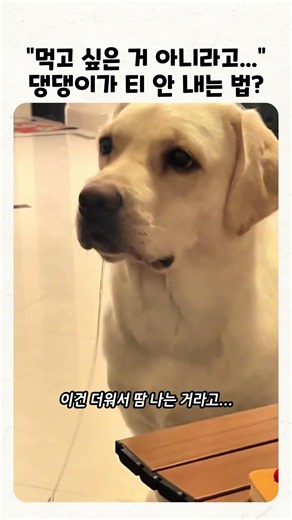 침이 두 줄로 흘러내리는 래브라도?