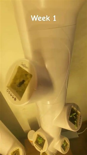 Week 1 Update: Sprouts Are Popping! 🌱 | Gardyn 2.0 Progress