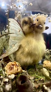 ✨ Weird girls love weird stuff ✨ | Oddities & Curiosities Expo