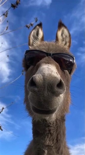 smiling donkey #funny #donkey #aivideo #pets #shortfilm #trending #smile