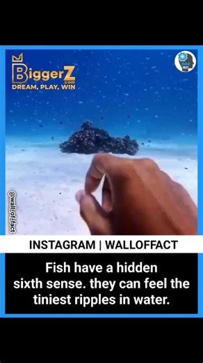 The Wall of Fact™ on Instagram: "Fish have a hidden superpower — a sixth sense! 🐟✨ Using a special organ called the lateral line, they can detect even the slightest vibrations and pressure changes in the water. This built-in biological radar helps them sense danger, locate prey, and swim in perfect harmony with their school without ever colliding. It’s one of nature’s most brilliant survival tools, showing just how finely tuned life beneath the surface really is. 🌊 #walloffact #biggerz"