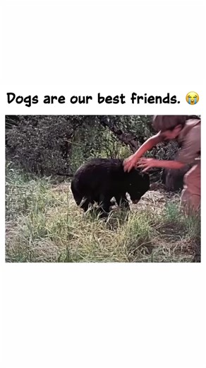 note | ✨ Heartwarming, adventurous, and deeply touching… 🎬 Old Yeller 📖 Old Yeller follows a brave young boy and his loyal dog in post-Civil War... | Instagram