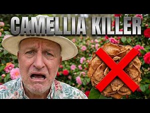 STOP! You are Killing Your Camellias - 5 Critical Mistakes