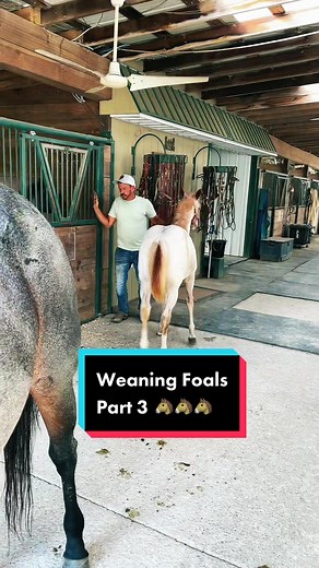 Understanding Weaning Day for Horses - Part 3