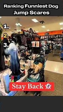 Ranking Funniest Dog Jump Scares