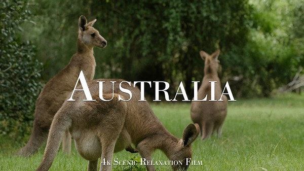 Australian Wildlife – Captured in 4K