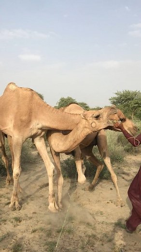 The camel was playing tricks on the camel and the man got caught in the middle of the fight #highlights #followersreelsfypシ゚viralシfypシ゚viralシalシ #followersreels #viralvideoシ #thankyouforyoursupport #hilightseveryonefollowers | Desert Animal Information