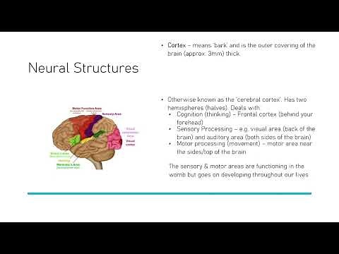 AQA GCSE Psychology Developmental - Brain Development