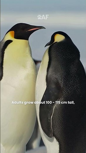 5 Fun Facts About Emperor Penguins You Might Not Know