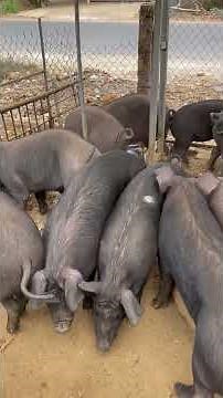 Giá heo hơi hôm nay 16 /12 /2025