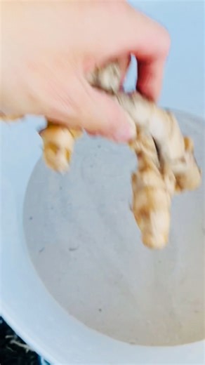 7.5K views · 25 reactions | Good way to keep you #turmeric #ginger fresh for months #vegetables #garden #backyardgarden #homegrown #reelfb #fypシ゚ | GrowwithChea | Facebook