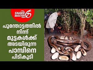 പാമ്പിനെ പിടി കൂടിയപ്പോൾ കിട്ടിയത് പതിമൂന്ന് മുട്ടകൾ | Vava Suresh | Snakemaster EP 1057