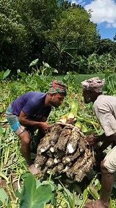 15K views · 112 reactions | Unbelievable Kochu Harvest! Full Process Explained | FoodStuff | Facebook