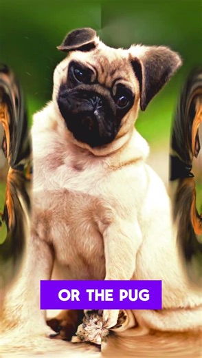 Tu te demandes quelle race de chien est faite pour moi 🐶