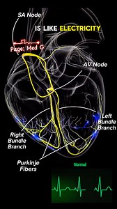 What is the cardiac conduction system? #heart #ECG #medicaleducation #nurses #doctor | Med G