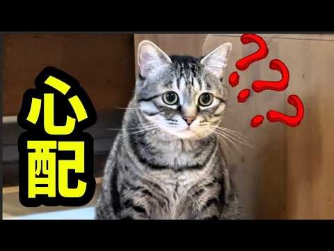 [Worried face] Pino the cat is so worried about her little brother going to the hospital