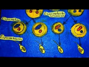 Trabajo de embriologia maqueta de la espermatogenesis y ovogenesis.PRIMERA PARTE