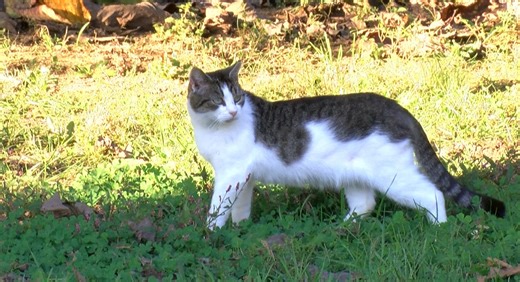 As Kentucky State Reformatory prepares to close, Humane Society rehomes cats from prison grounds