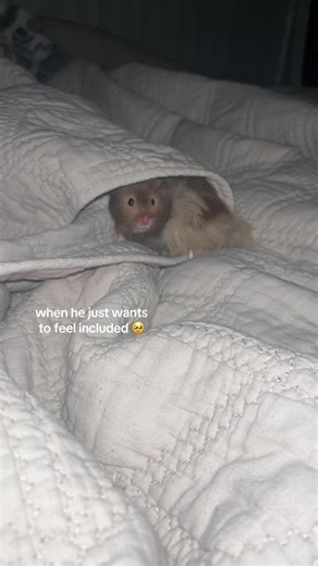 Snuggling with Hamsters: A Cozy Movie Night Experience