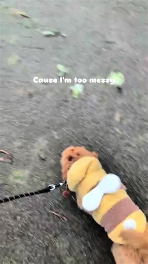 Embrace Your Uniqueness with Cockapoos