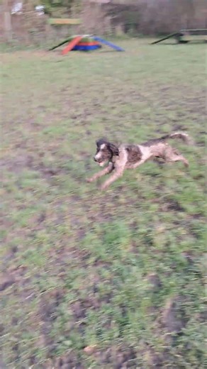 Whippet running in circles