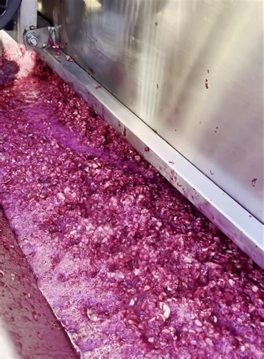 621K views · 10K reactions | Duke ju shpjeguar miqve nga Gjermania proçesin e lëngut të shegës së egër. Sepse Shqipëria është një tokë e bekuar plot frute dhe biodiversitet! | Mrizi i Zanave Agroturizëm | Facebook