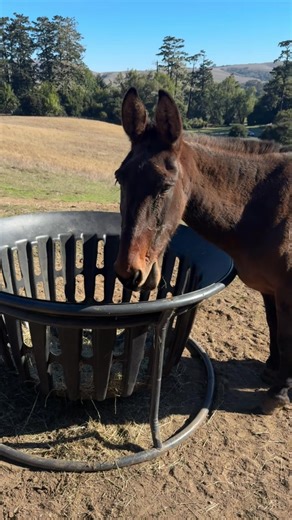 Shrek is back for another season of mayhem and mischief and we are here for it! Just look for the big ears! #shrek | Friends of the Pt. Reyes Morgan Horse Ranch