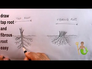 How TO Draw Tap Root And Fibrous Root Step By Step/How To Draw Fibrous Root