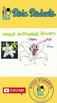 Biology Diagram: Insect Pollinated Flowers #biology #biologyrevision #gcse