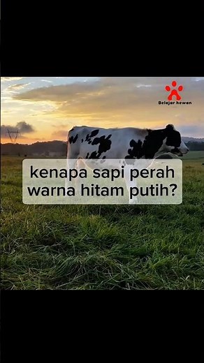 kenapa sapi perah warna nya hitam putih? #sapiperah #belajarhewan #sapi