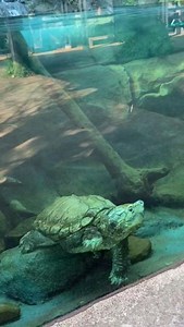 Swim over to your Birmingham Zoo this week with Old Gregg, the #snappingturtle!🐢 Alligator snapping turtles spend most of their time lying at the bottom of the waterbody. Their dark-colored skin and moss-covered shells provide excellent camouflage, allowing them to blend into their surroundings! This camouflage helps them to lie in wait and ambush their prey. | The Birmingham Zoo