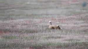 91K views · 249 reactions | Fox grabbed the rabbit, but the eagle took both to the sky | Universal hunting videos and photos | Facebook